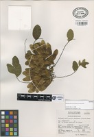 Isotype of Dalbergia palo-escrito Rzed. & Guridi-Gómez [family LEGUMINOSAE]