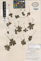 Isotype of Pinguicula emarginata Zamudio & Rzed. [family LENTIBULARIACEAE]