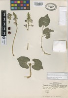 Isotype of Phaseolus coccineus L. subsp. darwinianus Hern.-Xol. & S. Miranda [family LEGUMINOSAE]