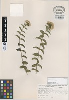 Paratype of Ageratina kochiana B.L. Turner [family COMPOSITAE]