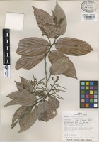 Isotype of Licania morii Prance [family CHRYSOBALANACEAE]