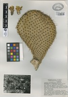 Isotype of Opuntia heliabravoana Scheinvar [family CACTACEAE]