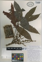 Paratype of Tapirira chimalapana T. Wendt & J.D. Mitch [family ANACARDIACEAE]