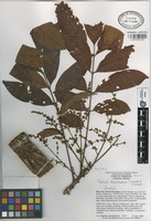 Paratype of Tapirira chimalapana T. Wendt & J.D. Mitch [family ANACARDIACEAE]