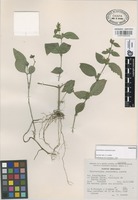 Paratype of Chaetothylax rzedowskii Acosta [family ACANTHACEAE]