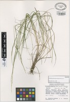 Holotype of Triniochloa gracilis Gómez-Sáchez & Gonzáles-.Led. [family GRAMINEAE]