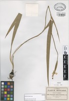 Isotype of Nemastylis latifolia Weath. [family IRIDACEAE]