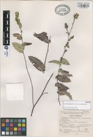 Paratype of Acourtia huajuapana B.L. Turner var. actinomorpha Rzed. [family COMPOSITAE]