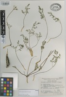 Isotype of Tauschia neglecta Calderón & Constance [family UMBELLIFERAE]