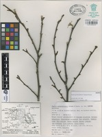Isotype of Populus guzmanantlensis A. Vázquez & Cuevas [family SALICACEAE]