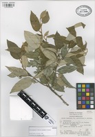 Isotype of Styrax argenteus Presl var. parvifolius E. Carranza [family STYRACACEAE]