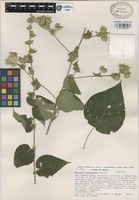 Paratype of Abutilon bracteosum Fryxell [family MALVACEAE]