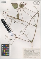 Isotype of Commicarpus coctoris N.A. Harriman [family NYCTAGINACEAE]