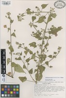Holotype of Bastardiastrum batesii Fryxell & S.D.Koch [family MALVACEAE]