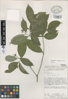 Paratype of Psychotria luteotuba Lorence [family RUBIACEAE]