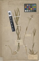 Type of Panicum strigosum Muhl. ex Elliott [family POACEAE]