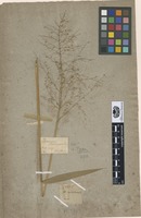 Type of Panicum scabriusculum Elliott [family POACEAE]