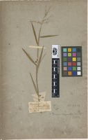 Type of Panicum pauciflorum Elliott [family POACEAE]
