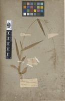 Type of Panicum sphaerocarpon Elliott [family POACEAE]