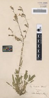 Type? of Silene dubia Herbich [family CARYOPHYLLACEAE]