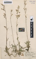 Type? of Silene dubia Herbich [family CARYOPHYLLACEAE]