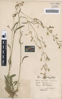 Type? of Silene dubia Herbich [family CARYOPHYLLACEAE]