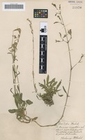 Type? of Silene dubia Herbich [family CARYOPHYLLACEAE]