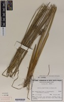 Filed as Juncus gregiflorus L.A.S.Johnson [family JUNCACEAE]