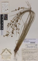Holotype of Juncus distegus Edgar [family JUNCACEAE]