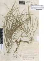 Filed as Carmichaelia appressa G.Simpson [family FABACEAE]