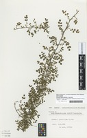 Filed as Acaena ×gracillima Bitter [family ROSACEAE]