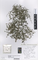 Isotype of Coprosma decurva Heads [family RUBIACEAE]