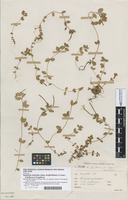 Filed as Epilobium findlayi var. pubescens Allan [family ONAGRACEAE]