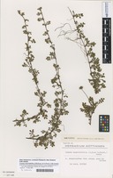 Filed as Acaena anserinifolia (J.R.Forst. & G.Forst.) J.B.Armstr. [family ROSACEAE]