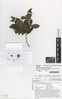Isotype of Achyranthes margaretarum de Lange [family AMARANTHACEAE]