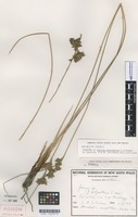 Isotype of Juncus sarophorus L.A.S.Johnson [family JUNCACEAE]