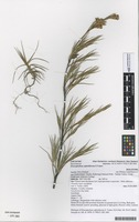 Filed as Dracophyllum ophioliticum S.Venter [family EPACRIDACEAE]
