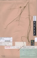 Isotype of Juncus involucratus Steud. ex Buchenau [family JUNCACEAE]