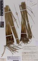 Isotype of Juncus edgariae L.A.S.Johnson & K.L.Wilson [family JUNCACEAE]