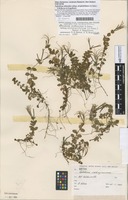 Filed as Epilobium cockayneanum Petrie [family ONAGRACEAE]
