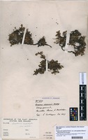 Filed as Acaena microphylla f. breviscapa [family ROSACEAE]