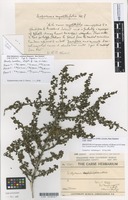 Filed as Coprosma tayloriae A.P.Druce ex G.T.Jane [family RUBIACEAE]
