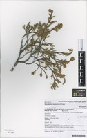 Filed as Dracophyllum marmoricola S.Venter [family EPACRIDACEAE]