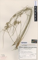 Isotype of Juncus usitatus L.A.S.Johnson [family JUNCACEAE]