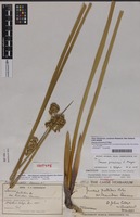 Isotype of Juncus pallidus var. triandrus Cheeseman [family JUNCACEAE]