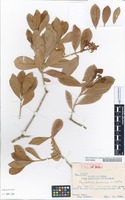 Isotype of Psychotria euaensis M.Hotta [family RUBIACEAE]