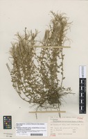 Filed as Epilobium parviflorum sensu G.Simpson & J.S.Thomson [family ONAGRACEAE]
