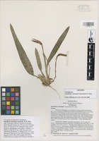 Isotype of Maxillaria colemanii Carnevali & W. Fritz [family ORCHIDACEAE]