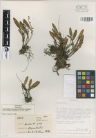Isotype of Pleurothallis bevilacquana Carnevali & I. Ramírez [family ORCHIDACEAE]