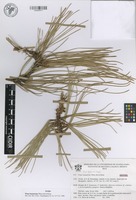 Isotype of Pinus luzmariae Pérez de la Rosa [family PINACEAE]